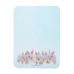 Five Rabbits Magnet