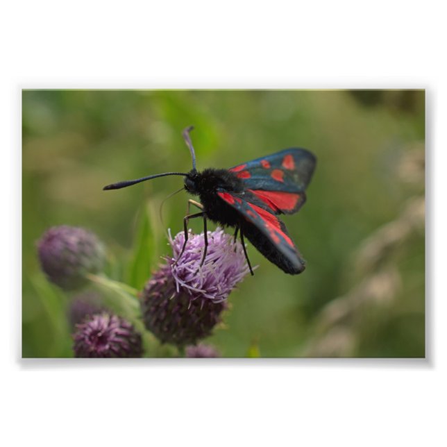 Five-spot Burnet Moth Photo Print (Front)