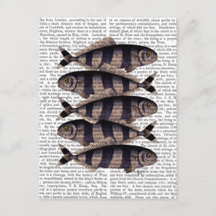 Five Striped Fish Postcard