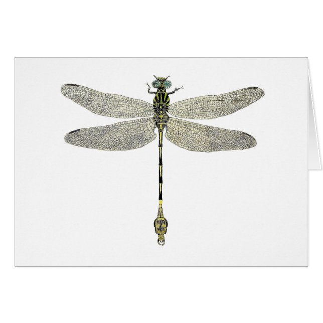 Five-Striped Leaftail Dragonfly (Front Horizontal)