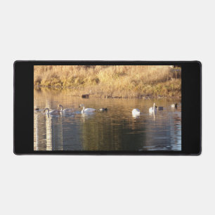 Five Trumpeter Swans n Ducks Desk Mat