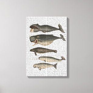 Five Vintage Whales Canvas Print