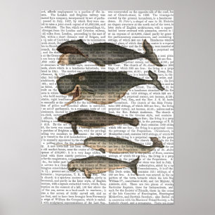 Five Vintage Whales Poster