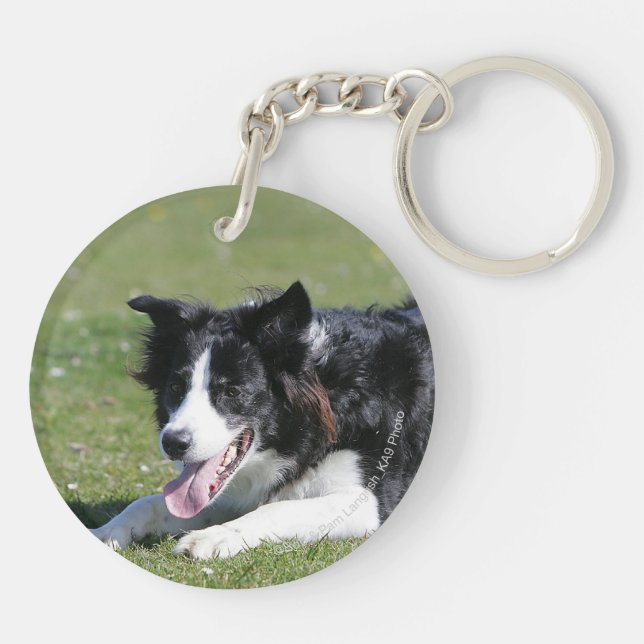 Fixation de border collie (Dos)