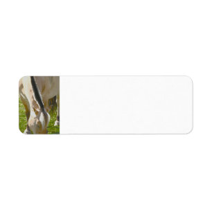Fjord horse address label