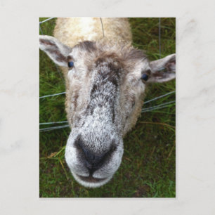 Fjun la carte postale des moutons
