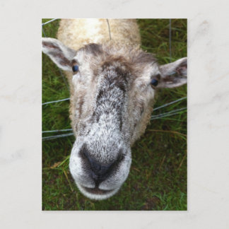 Fjun the sheep postcard