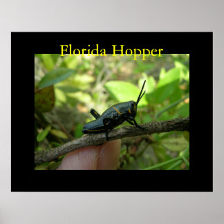 FL Hopper Poster