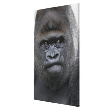Flachlandgorilla, Gorilla gorilla, Gallery Wrap Canvas