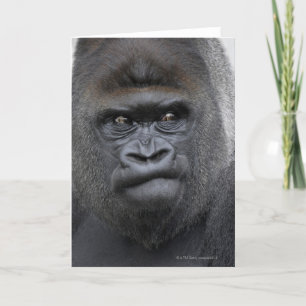 Flachlandgorilla, Gorilla gorilla, Card