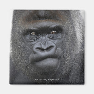 Flachlandgorilla, Gorilla gorilla, Magnet