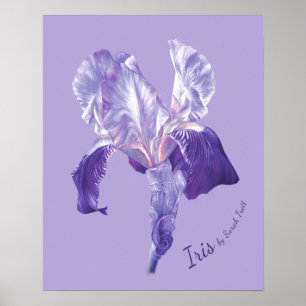 Flag Iris (purple and mauve) poster print