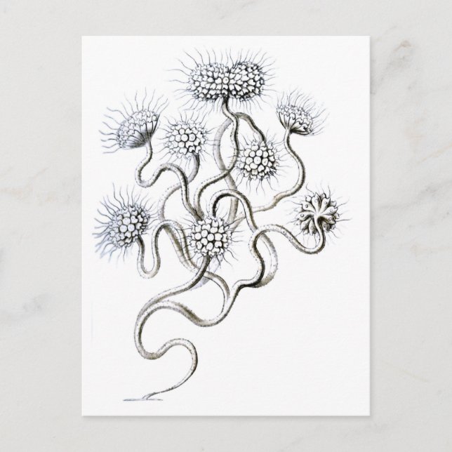 Flagellata, Ernst Haeckel Fine Art Postcard (Front)