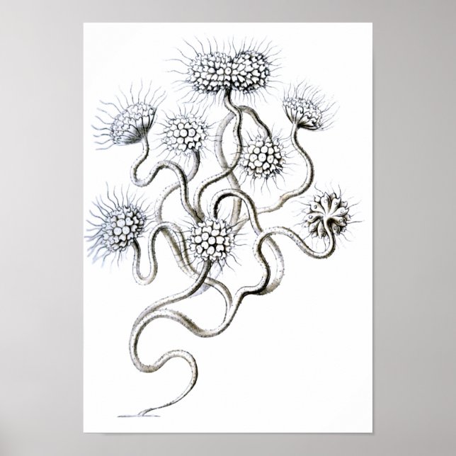 Flagellata, Ernst Haeckel Fine Art Poster (Front)