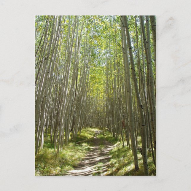 Flagstaff aspen postcard (Front)