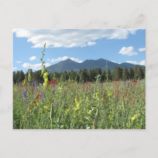 Flagstaff, AZ Postcard