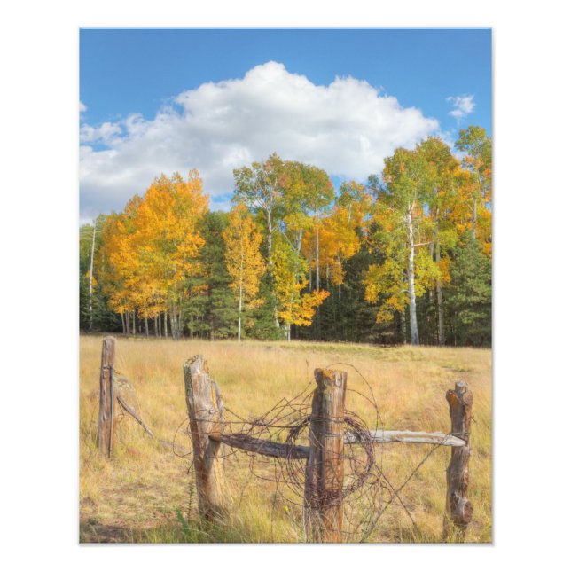 Flagstaff meadow  photo print (Front)