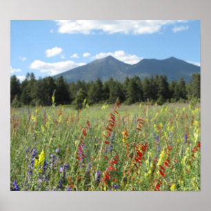 Flagstaff wildflowers poster