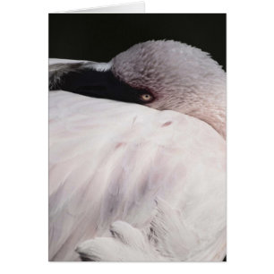 Flamant