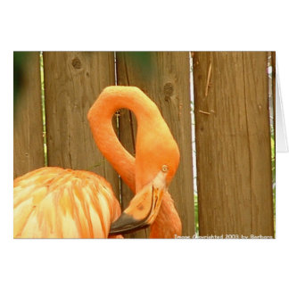 flamant 1