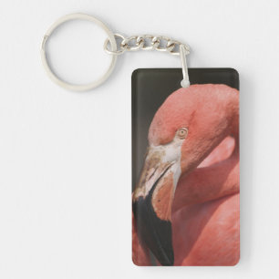 Flamant du Chili, Phoenicopterus chilensis