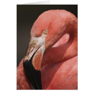 Flamant du Chili, Phoenicopterus chilensis