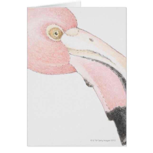 Flamant rose (Devant)