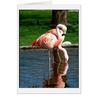 Flamant rose