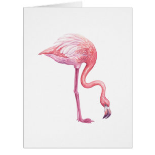 Flamant rose