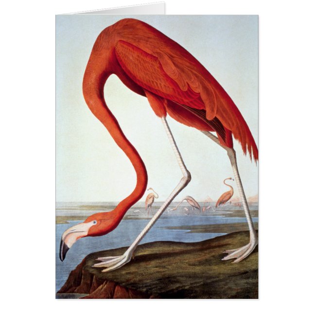Flamant rose américain (Devant)