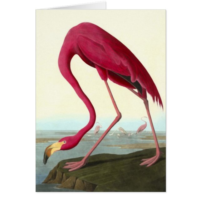 Flamant rose américain, John James Audubon (Devant)