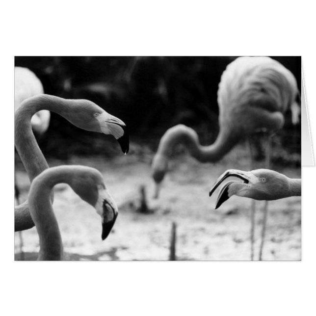 Flamant rose Chatter (Devant horizontal)