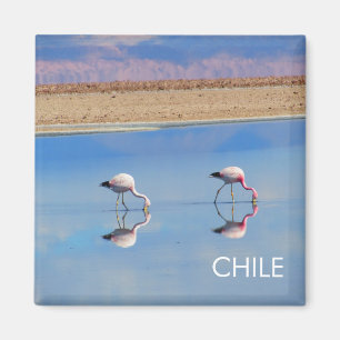 Flamant rose, Désert d'Atacama, Chili Magnet