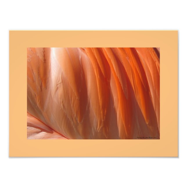 Flamant rose II Photographie de Linda Becker (Devant)