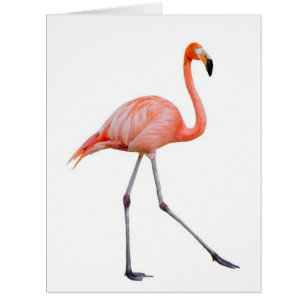 Flamant rose rose