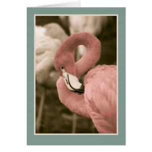 Flamant rose rose