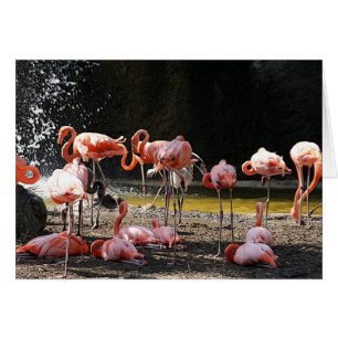 Flamant rose rose