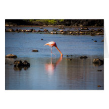 Flamant rose rose aux îles Galapagos