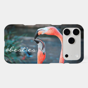 Flamant rose rose Oiseaux Photo Amis Besties Scrip