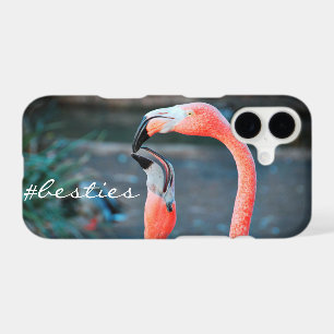 Flamant rose rose Oiseaux Photo Besties Amis Scrip