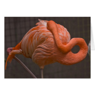 Flamant rose timide