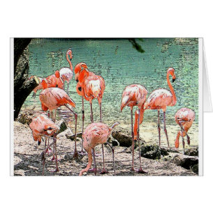 Flamants roses