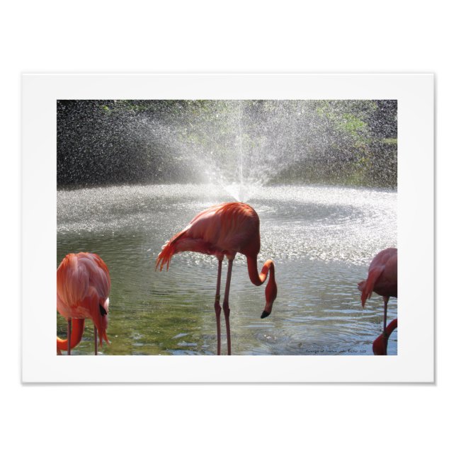 Flamants roses à Fountain Photo de Linda Becker (Devant)