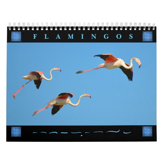 Flamants roses calendrier 12 mois (Protection)