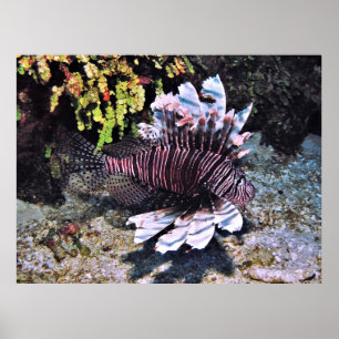 Flambouyant Lionfish in Belize Poster