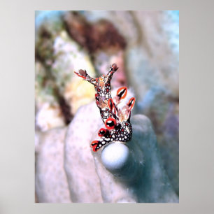 Flambouyant Nudi Poster