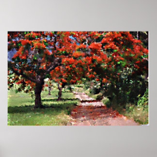 Flamboyan trees poster