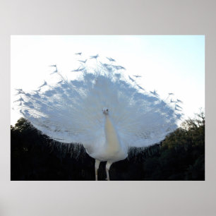 Flamboyant Albino Peacock Poster