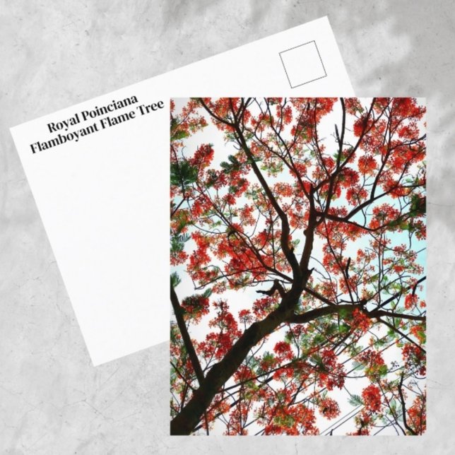 Flamboyant Royal Poinciana Flame Tree Photographic Postcard (Creator Uploaded)