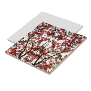 Flamboyant Royal Poinciana Tree Tile